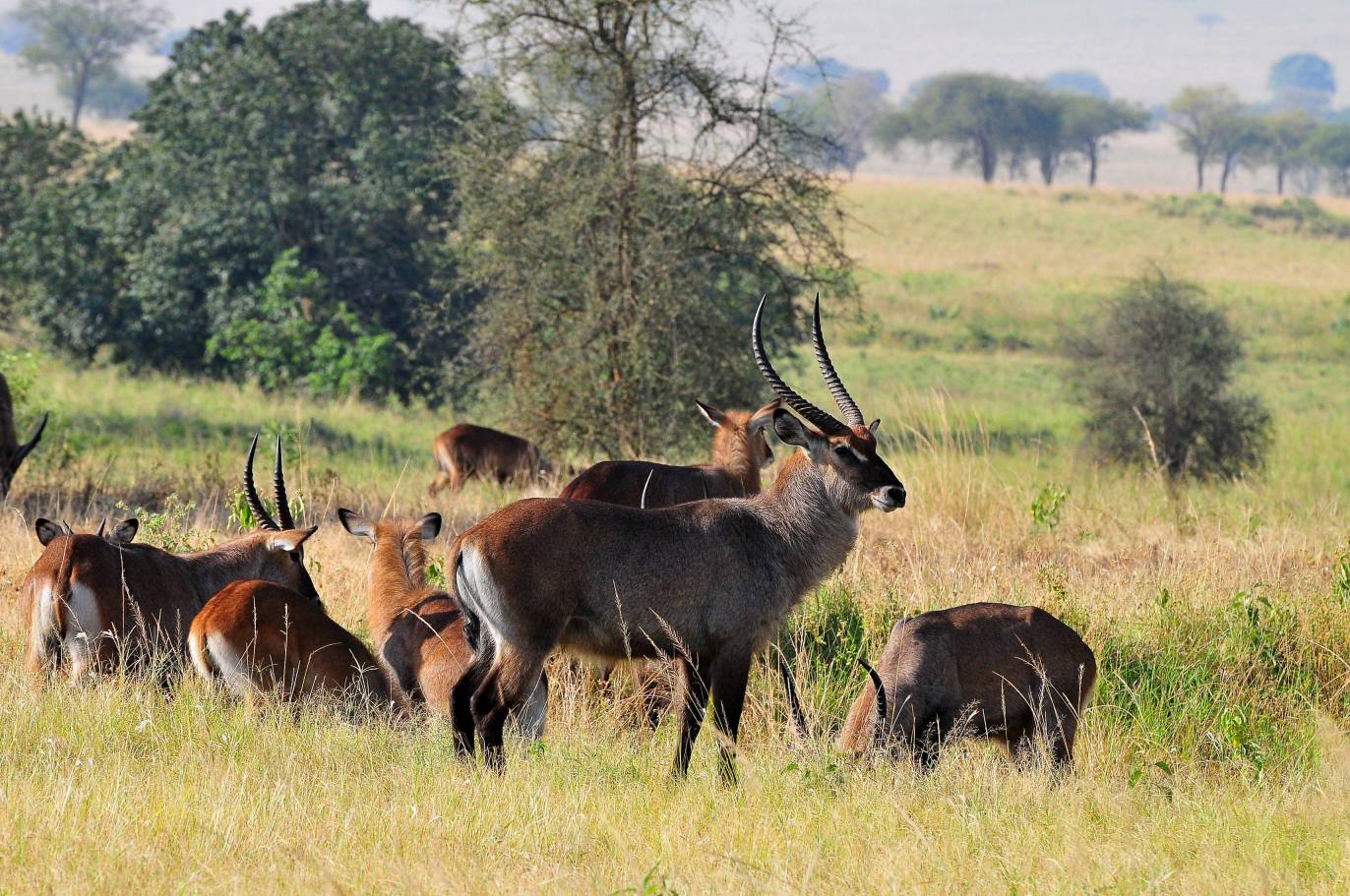 Wildlife Safaris Lake Mburo National Park