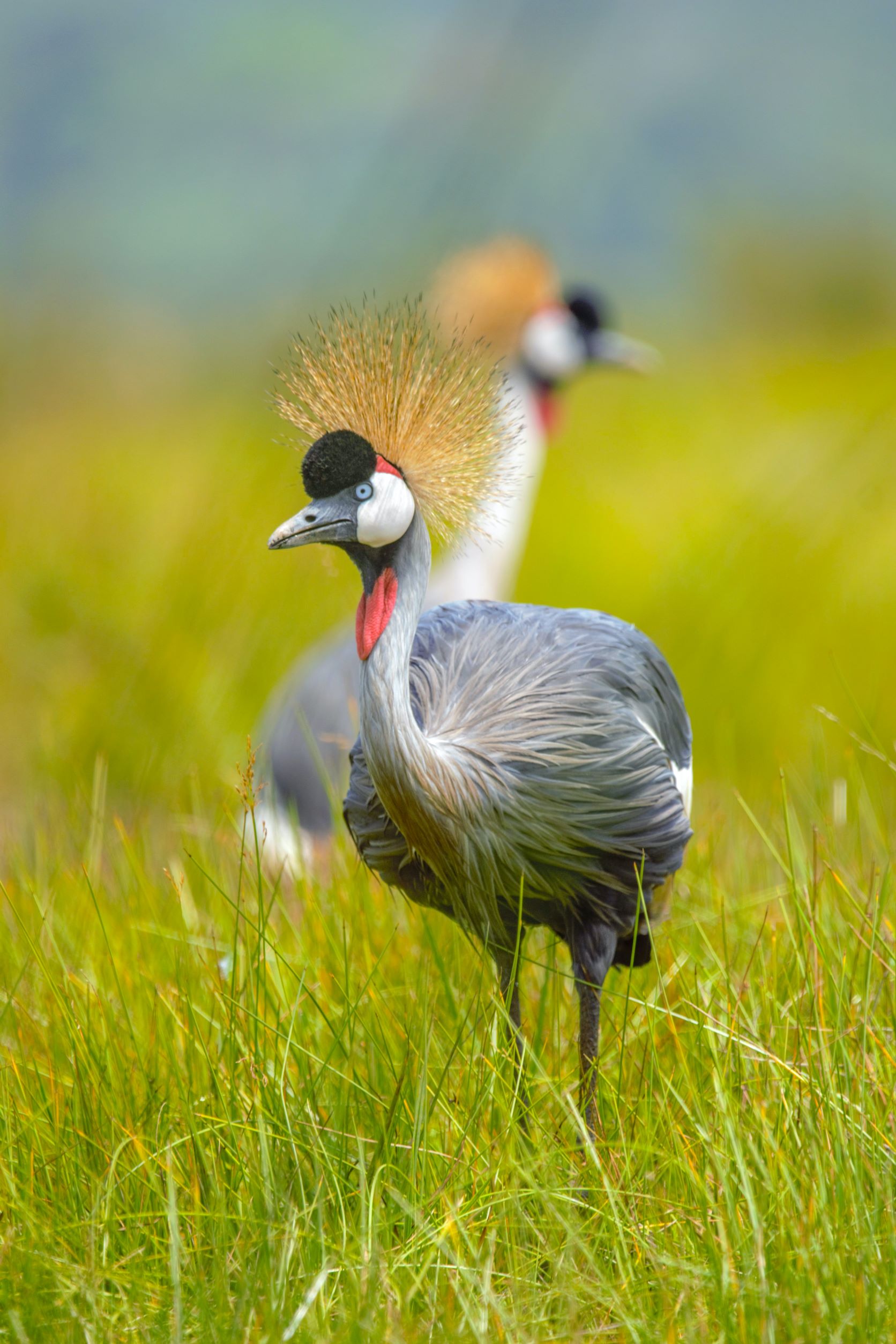birding in uganda