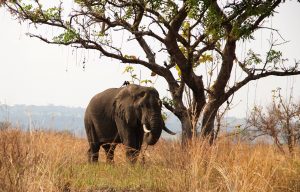 6 Days best of western Uganda safari