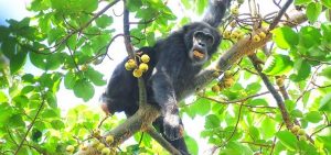 10 Days Uganda Primates Adventure Safari