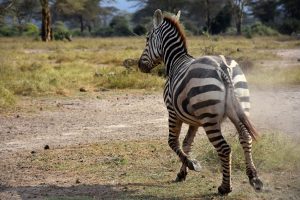 8 Days adventure Uganda safari